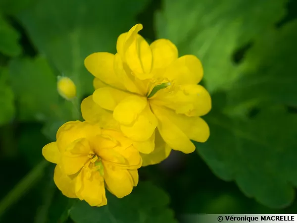 Grande Chlidoine  fleurs doubles, Chelidonium majus 'Flore Pleno'