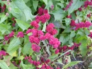 Epinard fraise, Chenopodium capitatum