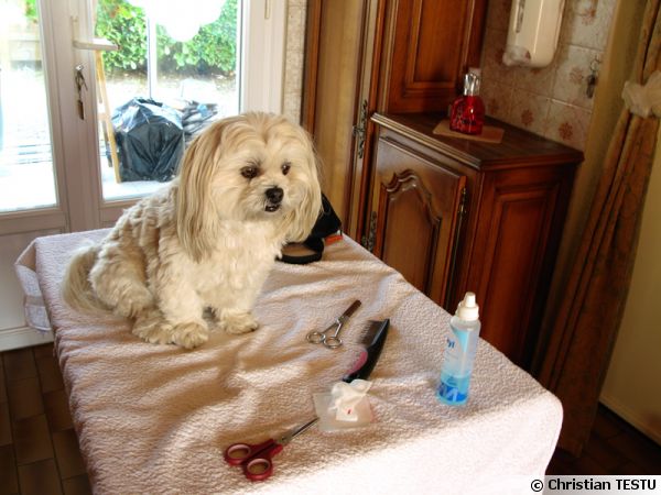 Soigner son chien