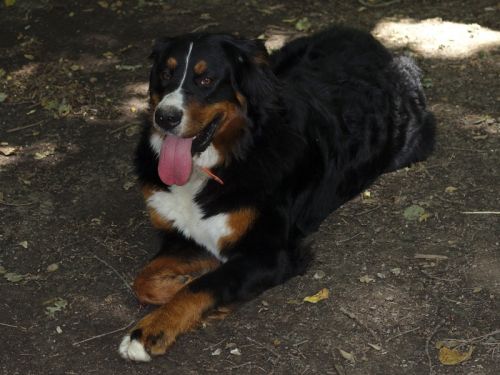 Précautions à prendre pour un chien vivant à lu0027extérieur