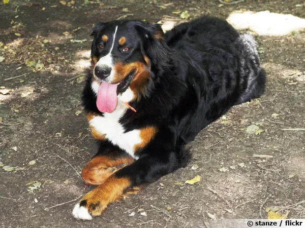 Un chien en extrieur, quelles prcautions ?