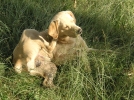 Les puces chez le chien