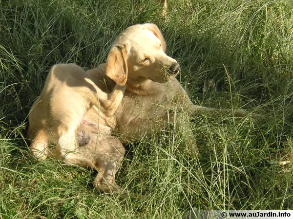Les puces sont souvent responsables des démangeaisons du chien