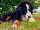 Comprendre son chien