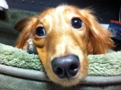 Comment punir son chien?