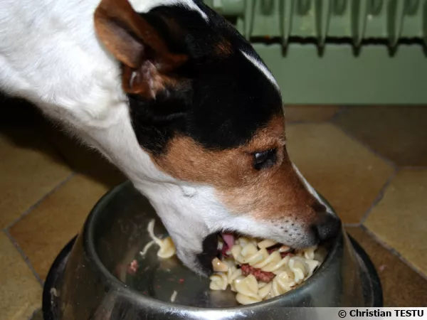 Nourrir son chien