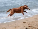Mon chien � la plage