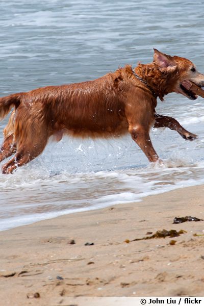 Mon Chien A Bu De L'eau De Mer Mon chien à la plage