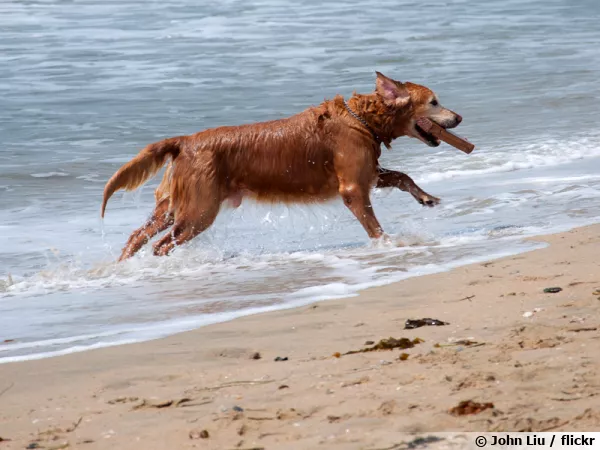 Chien jouant au bord de l'eau