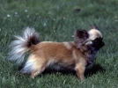 Le Chihuahua, un chien de poche