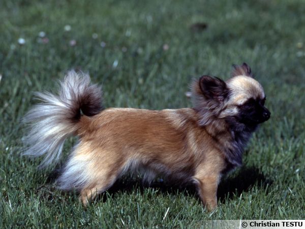 Le Chihuahua, un chien de poche