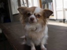 10 races de petits chiens