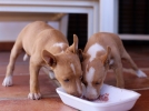 Prparer l'arrive d'un chiot