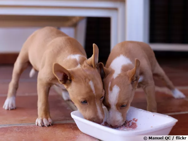 De jeunes chiots autour de la gamelle