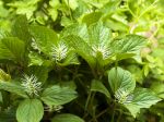 Chloranthus de Fortune, Chloranthus fortunei Chloranthus de Fortune, Chloranthus fortunei