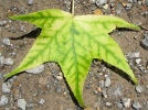 Lutter contre la chlorose