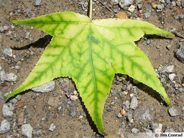 Feuille de Liquidambar styraciflua montrant des signes de chlorose