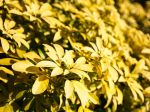 Oranger du Mexique doré, Choysia ternata 'Sundance' Oranger du Mexique doré, Choysia ternata 'Sundance'