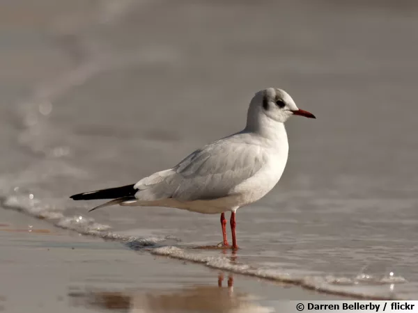La mouette rieuse s'installe galement dans les villes