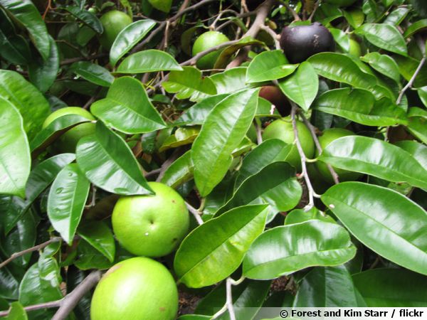 Camitier, Canitier, Pomme toile, Pomme de lait, Chrysophyllum cainito