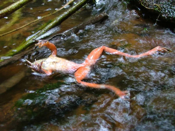 Amphibien infect&eacute; par la chytridiomycose