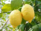 Questions fréquentes sur le citronnier