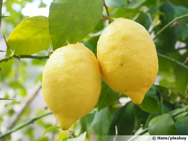 Des citrons prêts à être cueilli et dégusté