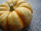 Citrouille, Cucurbita pepo ssp.pepo