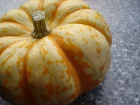 Citrouille, Cucurbita pepo ssp.pepo