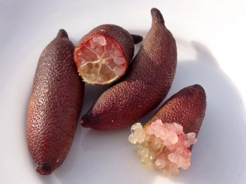 Microcitrus australasica Red Crystal - Citron caviar rouge