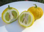 Ichang papeda, Rustic lemon, Citrus ichangensis