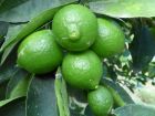Grand citron vert, Lime de Tahiti, Lime de Perse, Limettier, Citrus latifolia