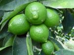 Grand citron vert, Lime de Tahiti, Lime de Perse, Limettier, Citrus latifolia Grand citron vert, Lime de Tahiti, Lime de Perse, Limettier, Citrus latifolia
