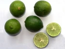 Limequat, Citrus floridana