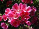 Fleur de satin, Godetia, Clarkia amonea