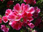Fleur de satin, Godetia, Clarkia amonea Fleur de satin, Godetia, Clarkia amonea