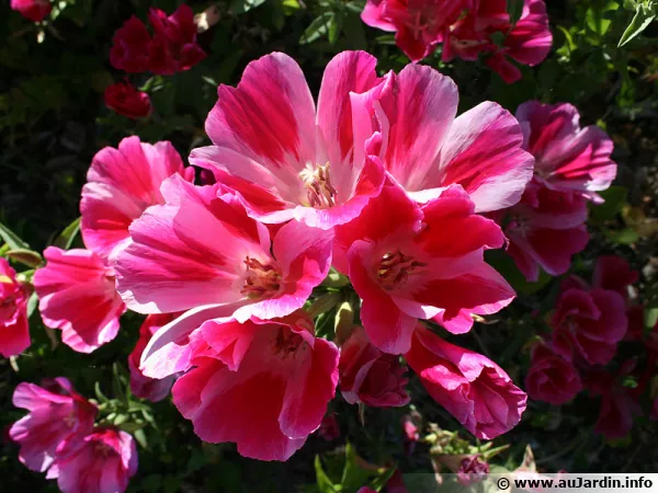 Fleur de satin, Godetia, Clarkia amonea