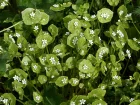 Claytone de Cuba, Pourpier d'hiver, Claytonia perfolie, Claytonia perfoliata