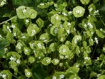 Claytone de Cuba, Pourpier d'hiver, Claytonia perfoliée, Claytonia perfoliata