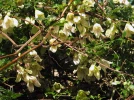 Cl�matite de No�l, Clematis cirrhosa