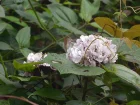 Clrodendron de Chine, Clerodendrum chinense