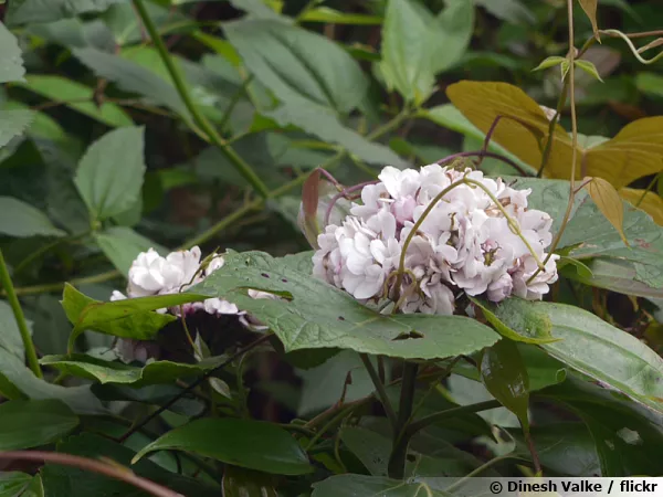 Clrodendron de Chine, Clerodendrum chinense