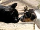 La cohabitation entre chiens et chats