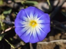Belle-de-jour, Liseron tricolore, Convolvulus tricolor