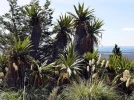 Cordyline � feuilles larges, Cordyline indivisa