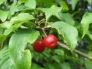 Cornouiller mle, Cornouille sauvage, Cornus mas