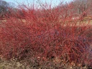 Cornouiller sanguin, Cornus sanguinea