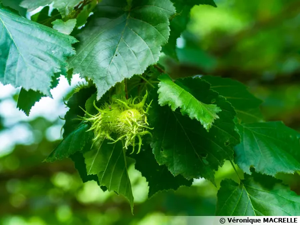 Noisetier de Byzance, Coudrier du levant, Noisetier de Turquie, Corylus colurna