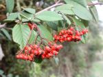 Baies de Cotoneaster franchetii à l'automne