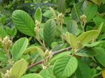 Cotonéaster de Parney, Cotonéastre laiteux, Cotoneaster lacteus